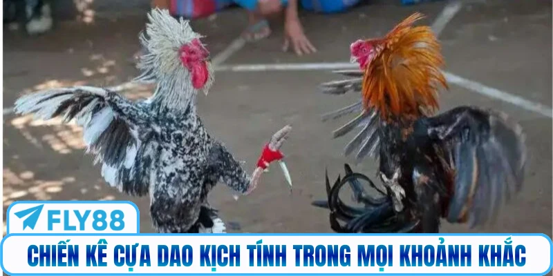 Chiến kê cựa dao kịch tính trong mọi khoảnh khắc