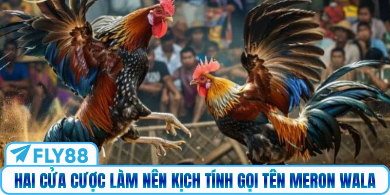 Hai cửa cược làm nên kịch tính gọi tên Meron Wala