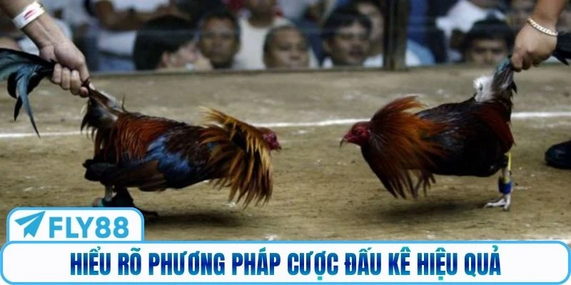 Hiểu rõ phương pháp cược đấu kê hiệu quả